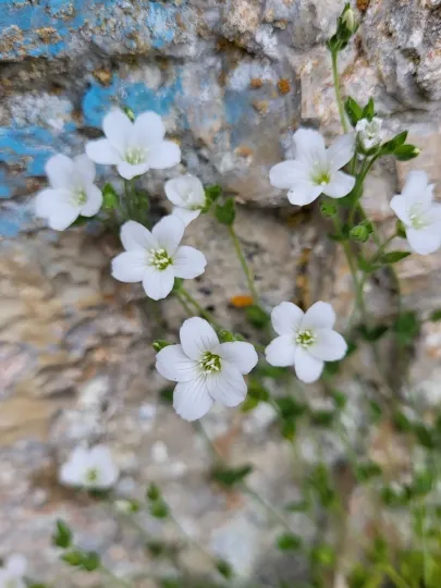 Arenaria filicaulis