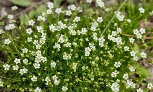 Sagina normaniana