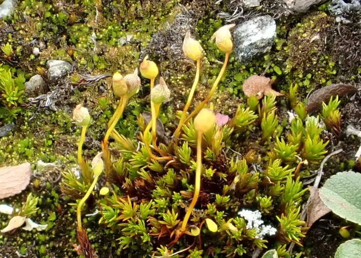 Polytrichastrum sexangulare
