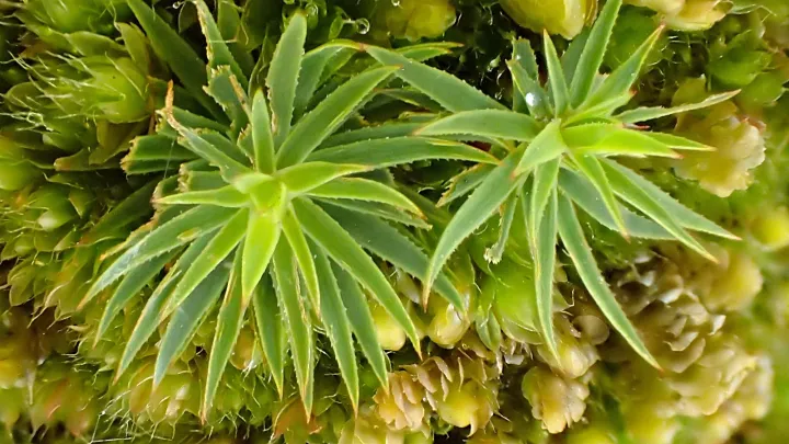 Pogonatum urnigerum