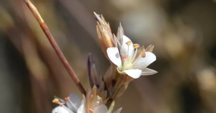 Bufonia macropetala