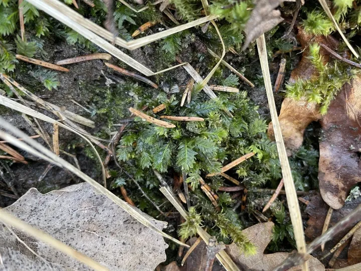 Fissidens osmundoides