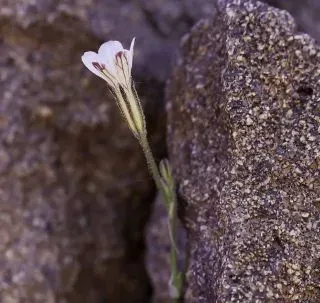 Petrorhagia illyrica