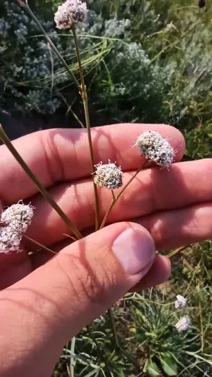 Гипсолюбка скученная