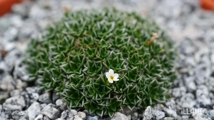 Gypsophila nana