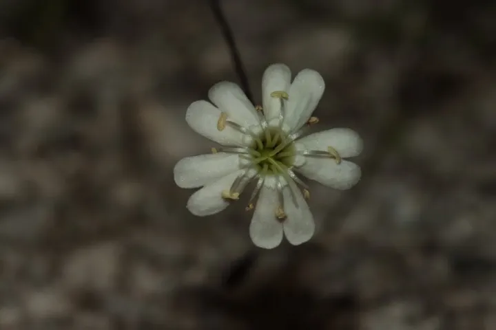 Saxifrage catchfly