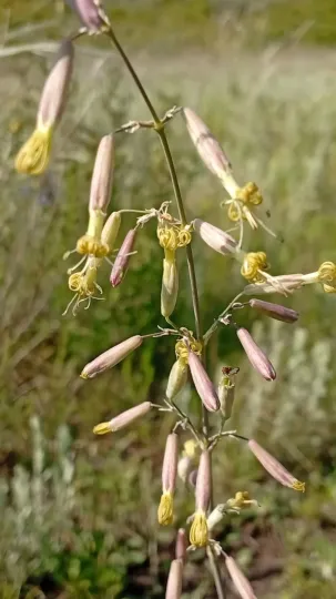 Green-flowered catchfly