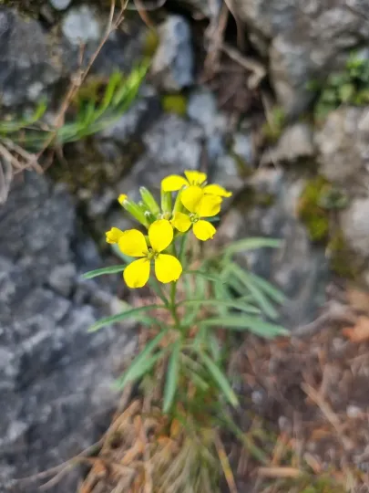 Erysimum sylvestre