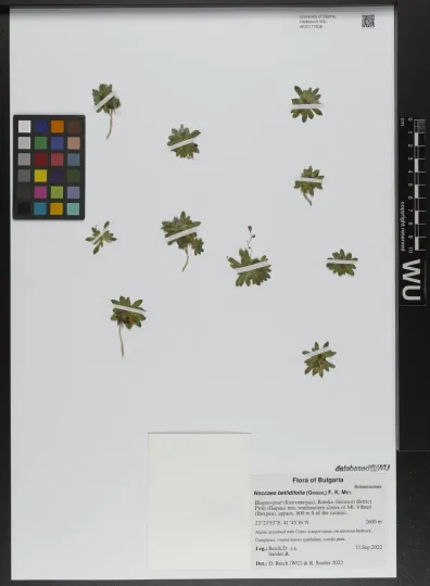 Ярутка маргаритколиста