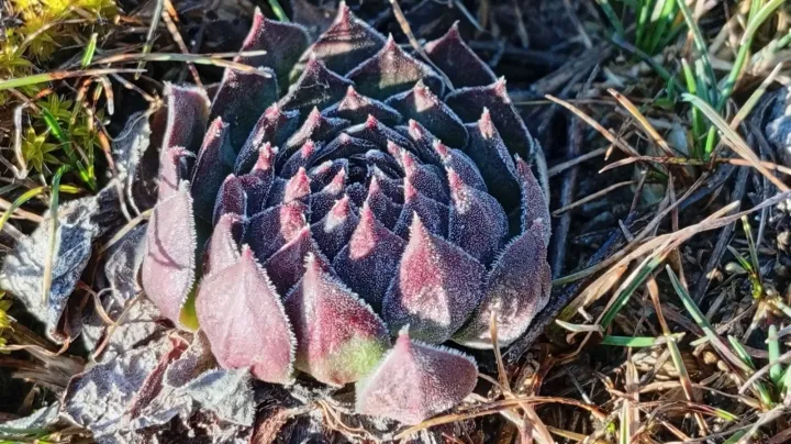 Sempervivum zeleborii