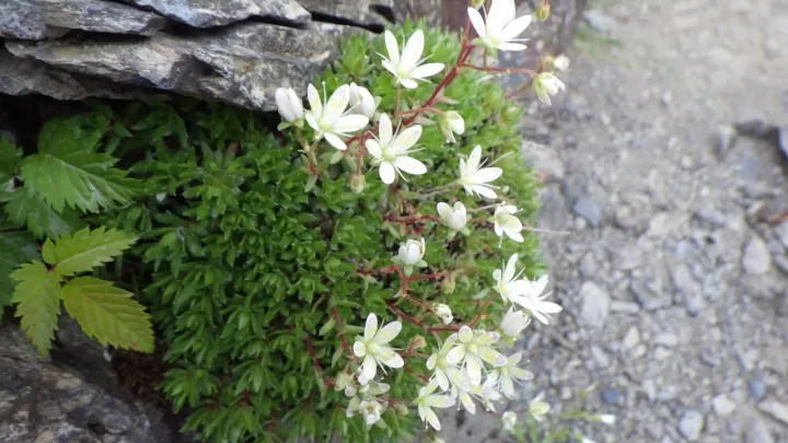 Saxifraga rebunshirensis