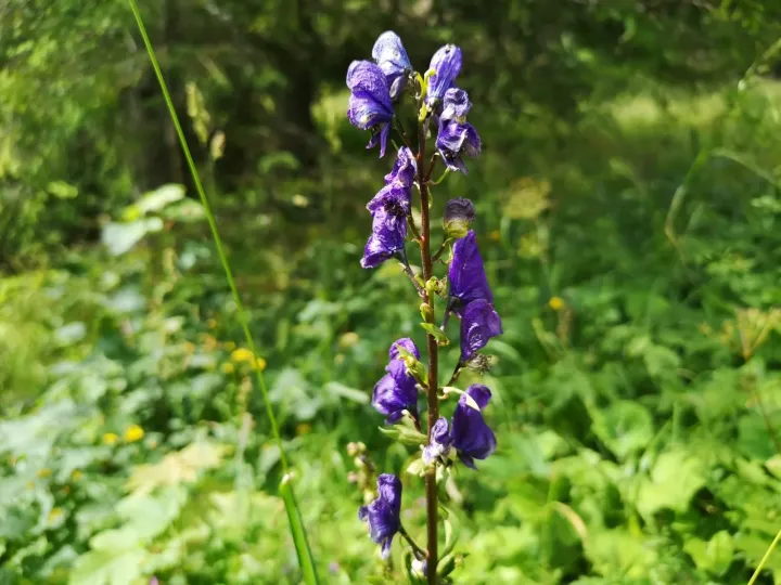 Aconitum firmum