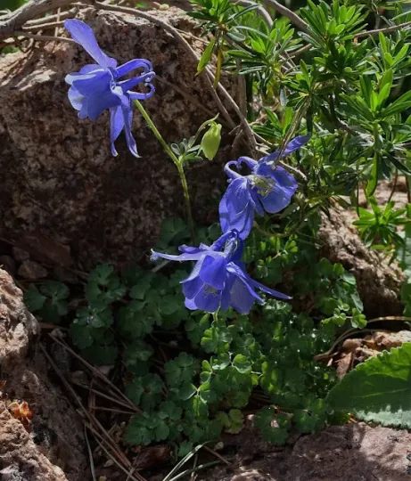 Otton's columbine