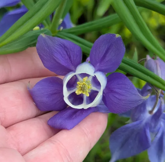 Olympic columbine