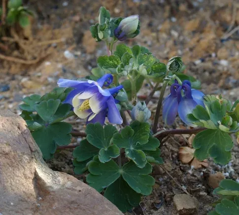 Bertoloni columbine