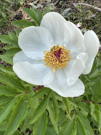 Rhodes peony