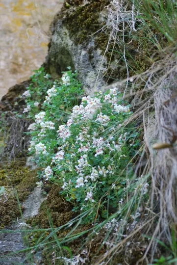 Sarcocapnos baetica