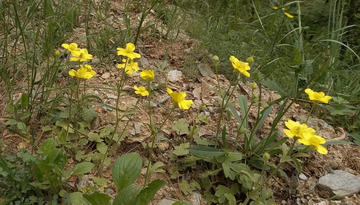 Rumelian buttercup