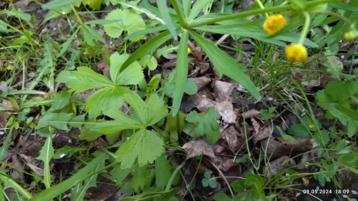 Ranunculus fallax