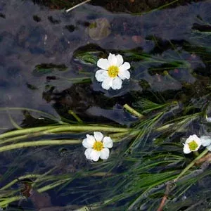 Ranunculus kelchoensis
