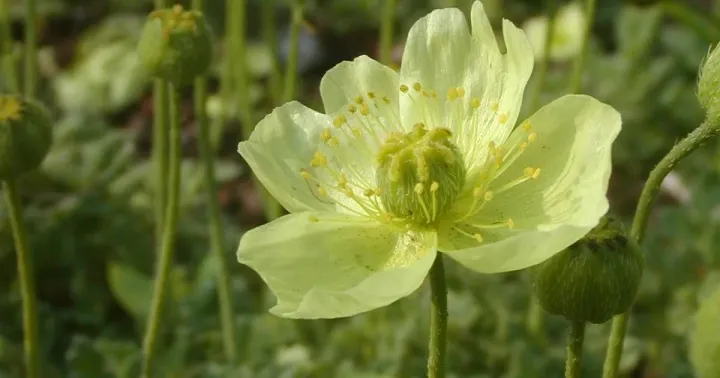 Papaver fauriei
