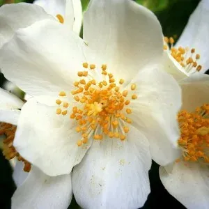 Large-flowered mock-orange