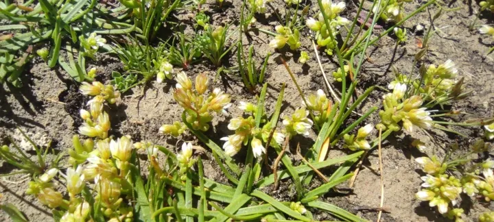 Nevada stonecrop