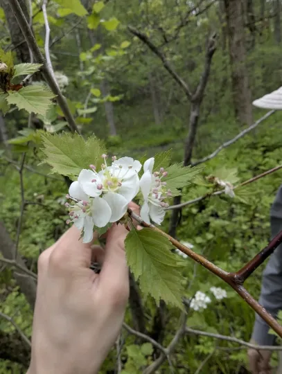 Глід віялоподібний