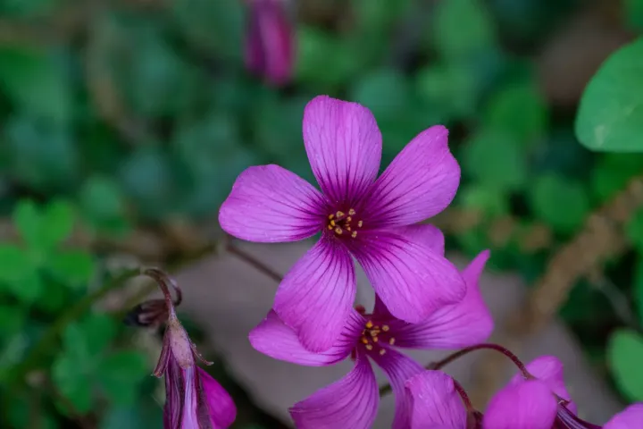 Brazilian wood sorrel