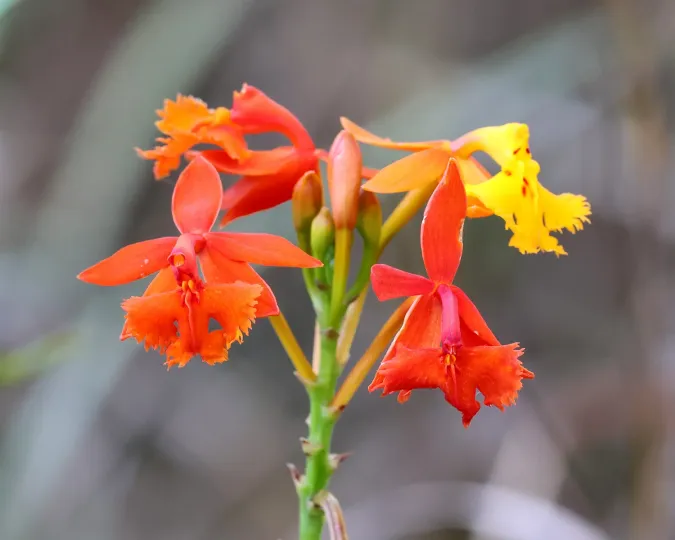 Epidendrum radicans