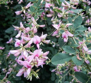 Lespedeza nipponica