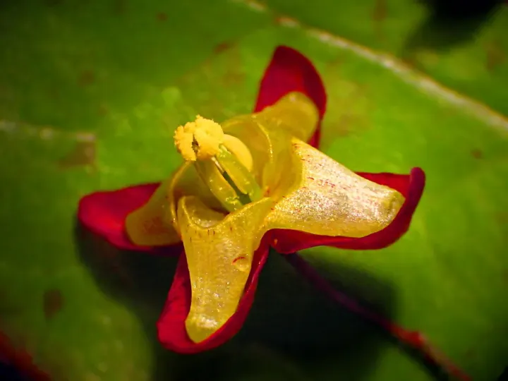 Bicolor barrenwort