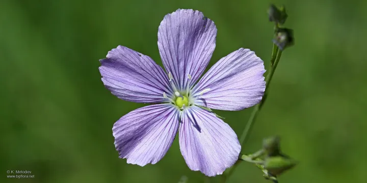 Лён цельнопестичный