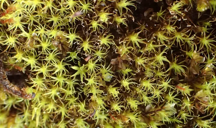 Wahlenberg's Oncophorus