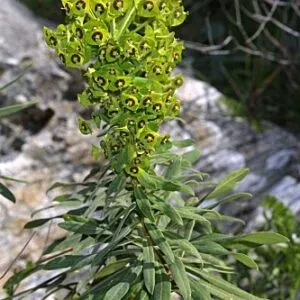 Baetica spurge