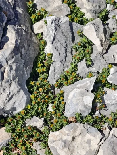 Euphorbia capitulata