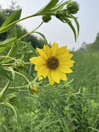 Giant sunflower