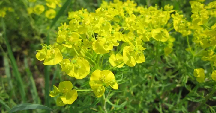 Gayer's Spurge