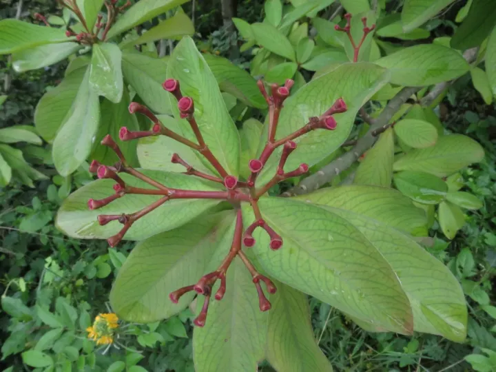 African milk bush
