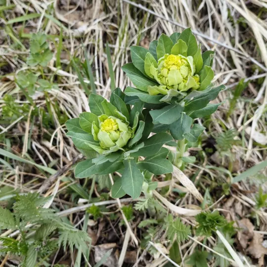 Hairy spurge