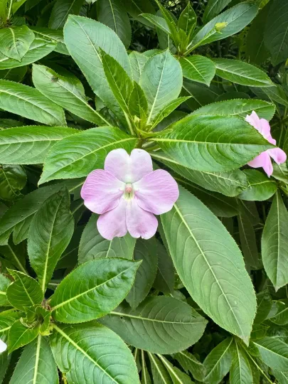 Poor Man's Rhododendron
