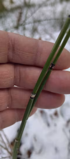 Rough horsetail