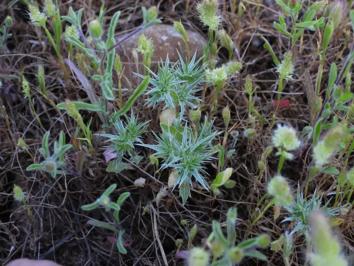 Eryngium galioides