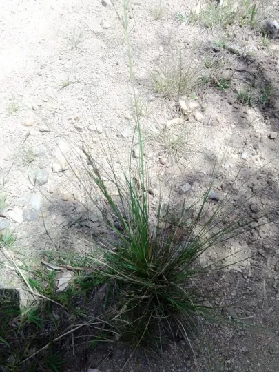 Eragrostis plana