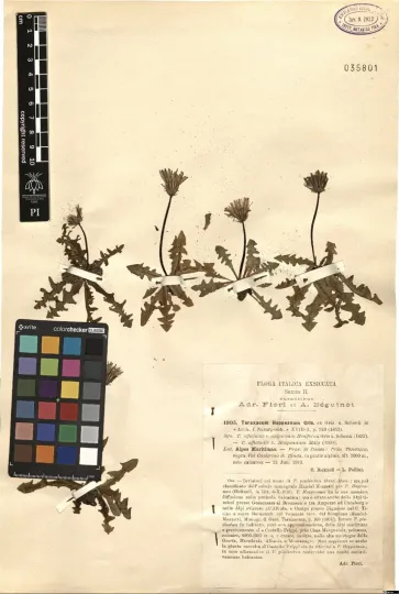Hoppe's dandelion