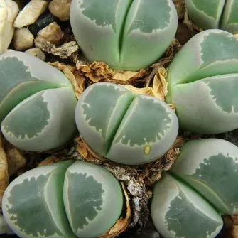 Lithops olivacea