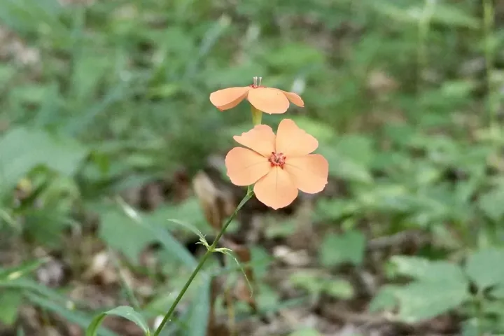 Lychnis miqueliana