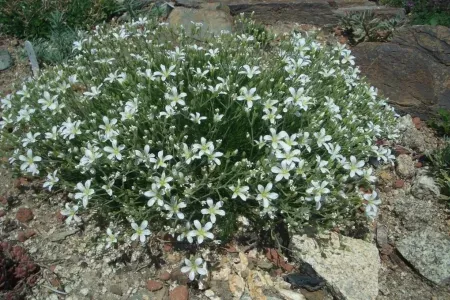 Arctic sandwort