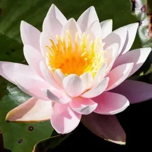 Nymphaea hybrids