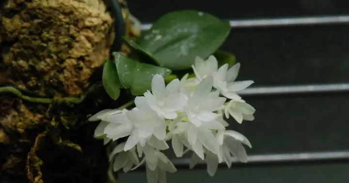 Aerangis gravenreuthii